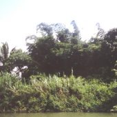  Monkey River, Belize